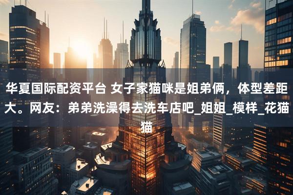 华夏国际配资平台 女子家猫咪是姐弟俩，体型差距大。网友：弟弟洗澡得去洗车店吧_姐姐_模样_花猫